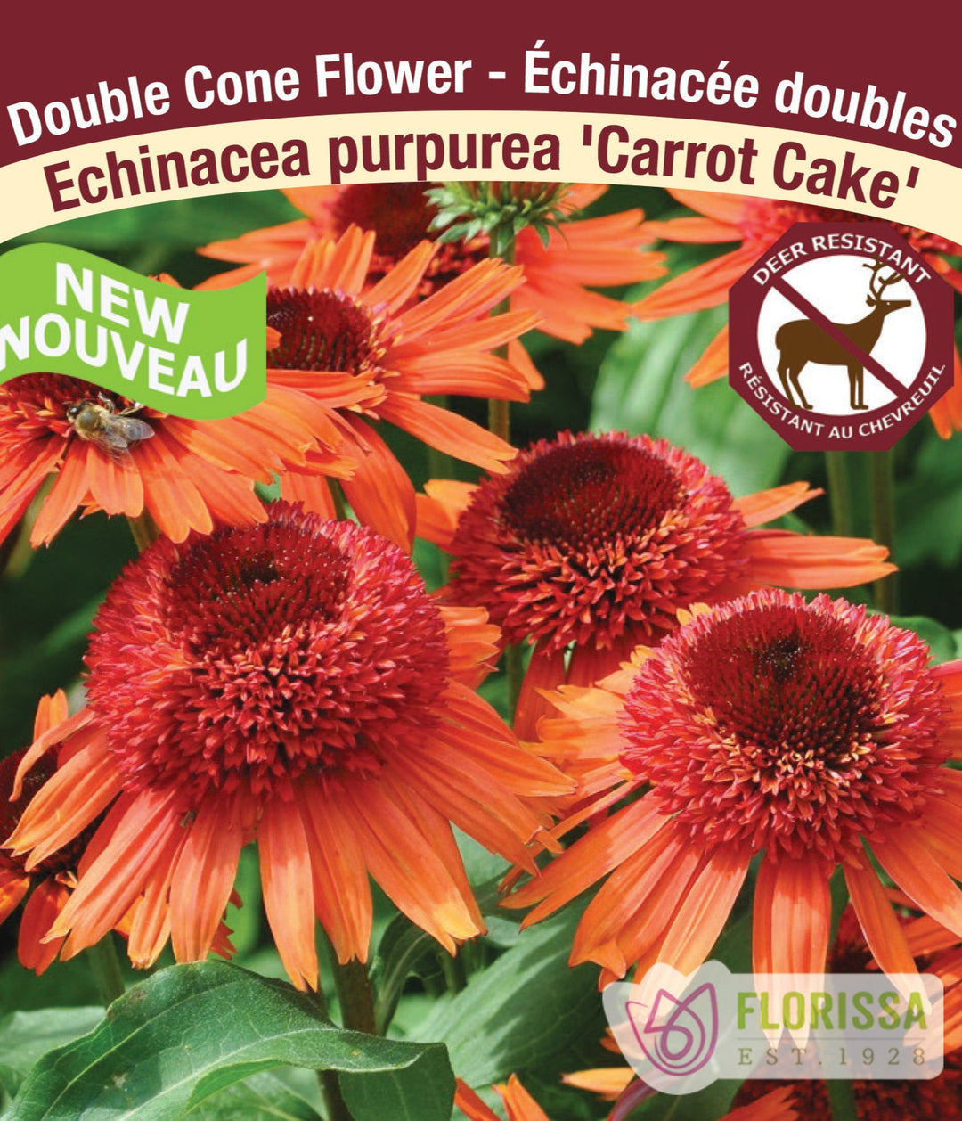 Echinacea purpurea Carrot Cake, 1 Pack