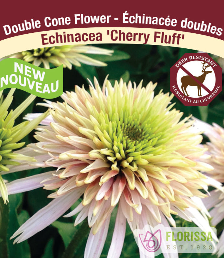 Echinacea purpurea Cherry Fluff, 1 Pack