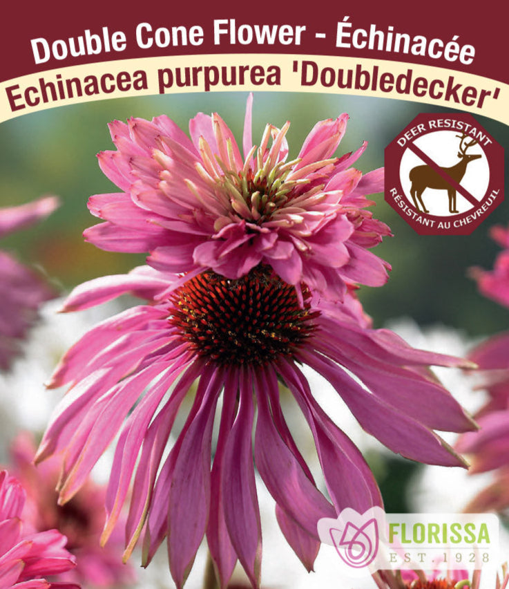 Echinacea purpurea Double Decker, 1 Pack