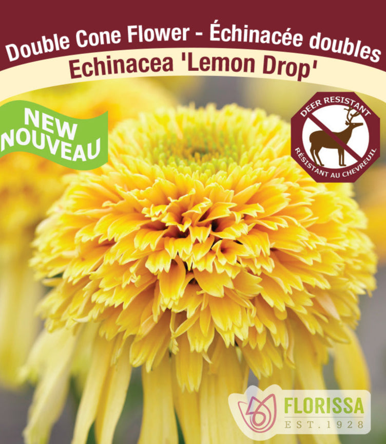 Echinacea purpurea Lemon Drop, 1 Pack