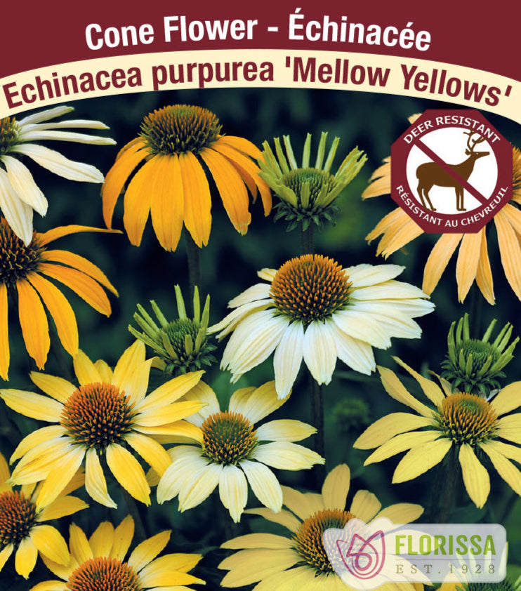 Echinacea purpurea Mellow Yellow, 1 Pack
