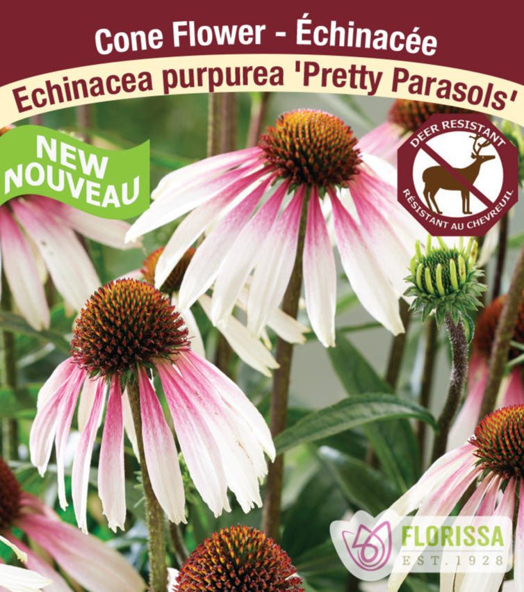 Echinacea purpurea Pretty Parasols, 1 Pack