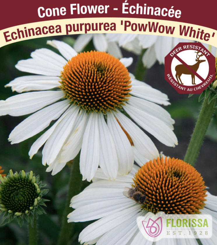 Echinacea purpurea PowWow White, 1 Pack