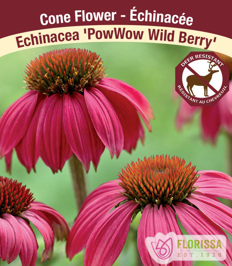 Echinacea purpurea - PowWow Wild Berry, 1 Pack