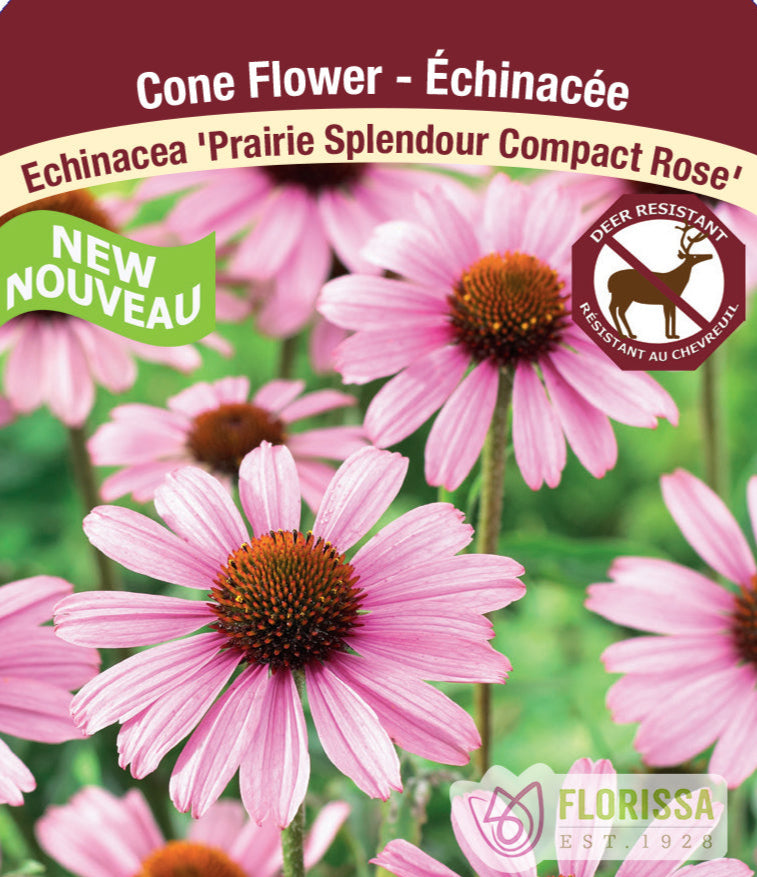 Echinacea purpurea Prairie Splendor Compact Rose, 1 Pack