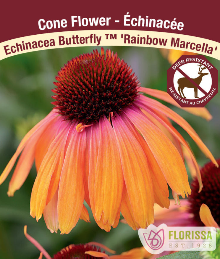 Echinacea Butterfly Rainbow Marcella, 1 Pack