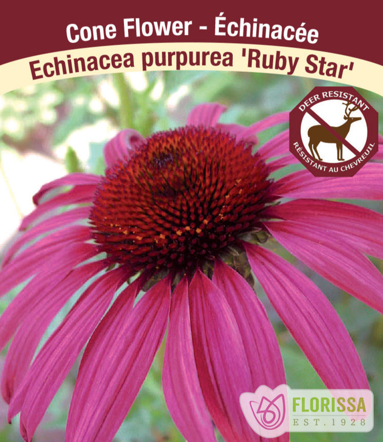 Echinacea purpurea Ruby Star, 1 Pack