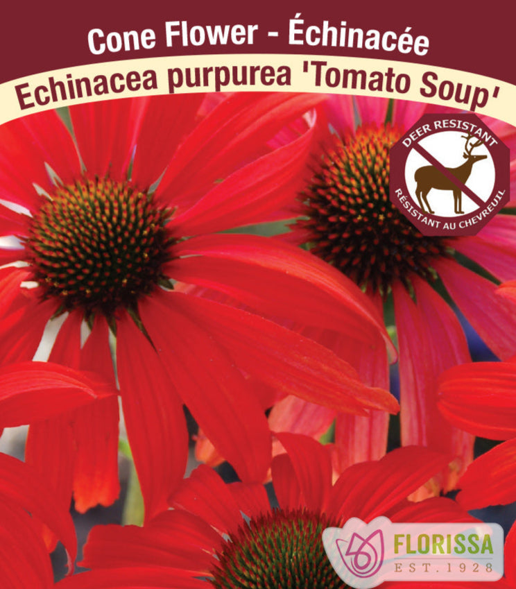 Echinacea purpurea Tomato Soup, 1 Pack
