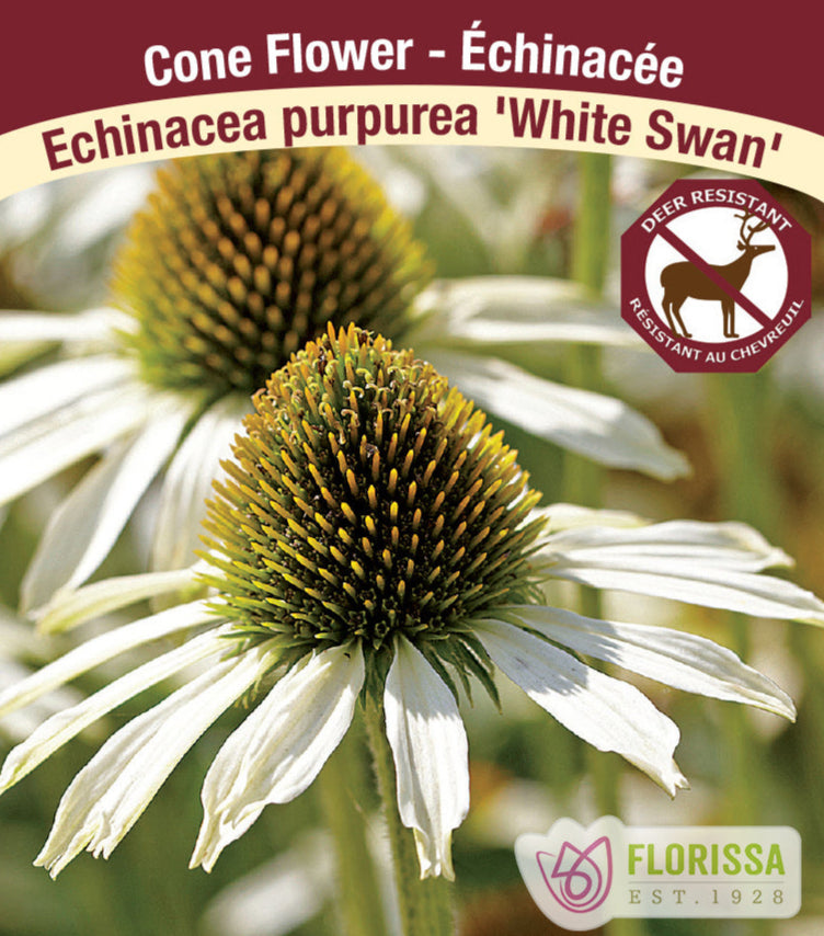 Echinacea purpurea White Swan, 1 Pack