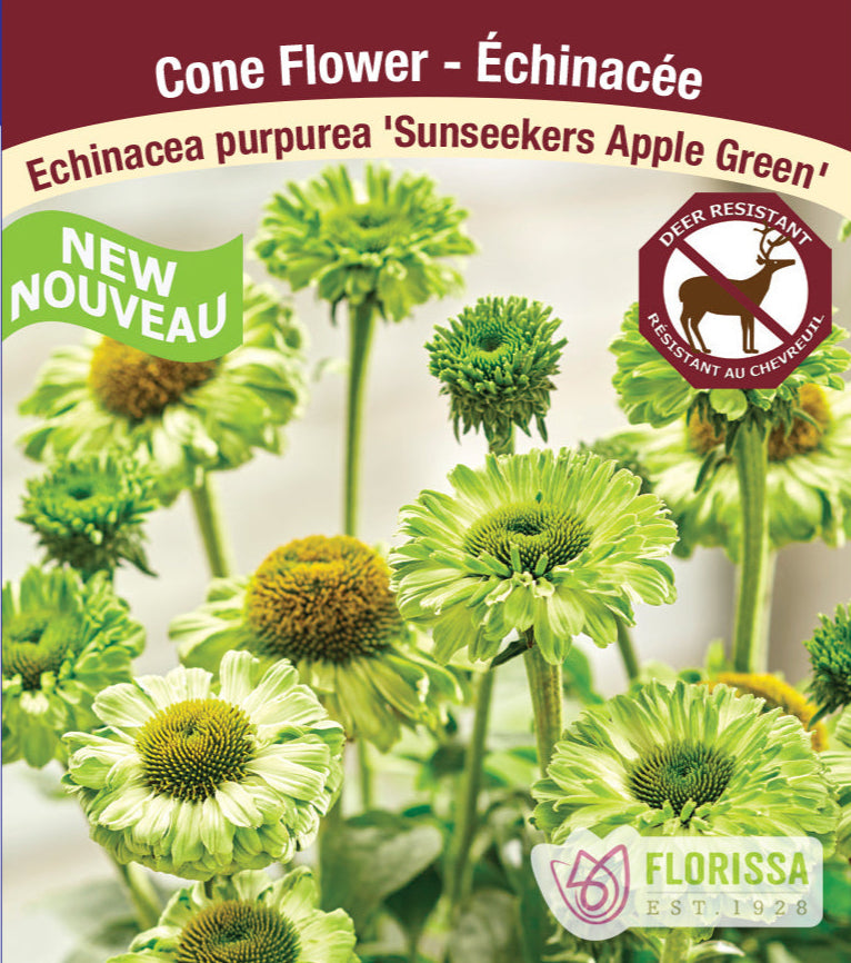 Echinacea - Sunseeker Apple Green, 1 Pack