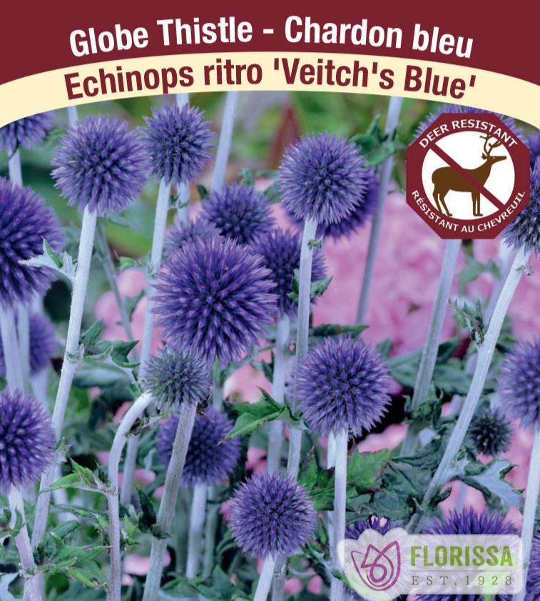 Globe Thistle - Echinops ritro Veitch's Blue, 1 Pack