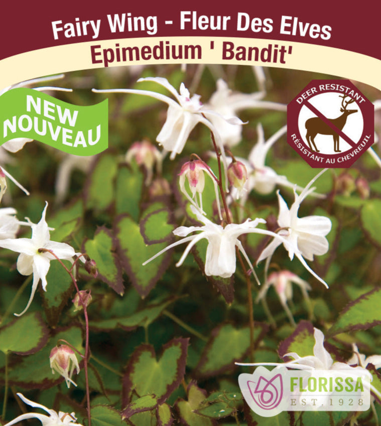 Epimedium Bandit, 1 Pack