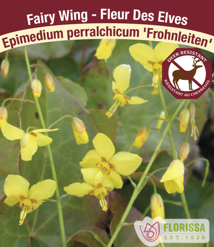 Epimedium perralchicum Frohnleiten, 1 Pack