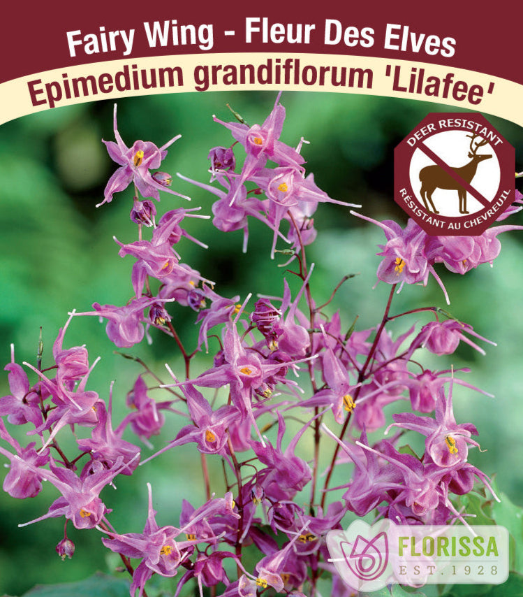 Epimedium grandiflorum Lilafee, 1 Pack