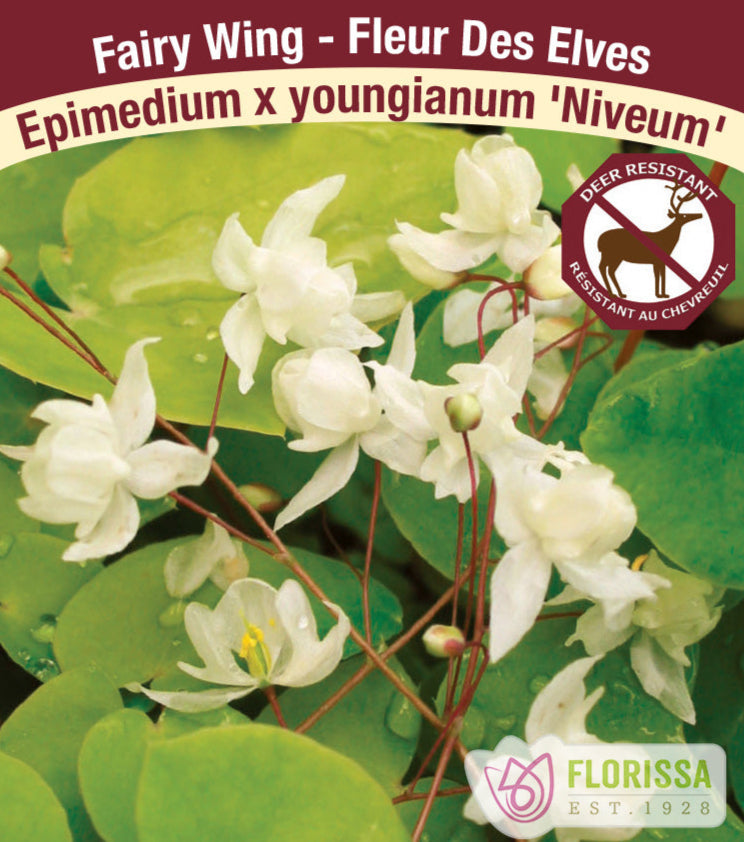 Epimedium x youngianum Niveum, 1 Pack