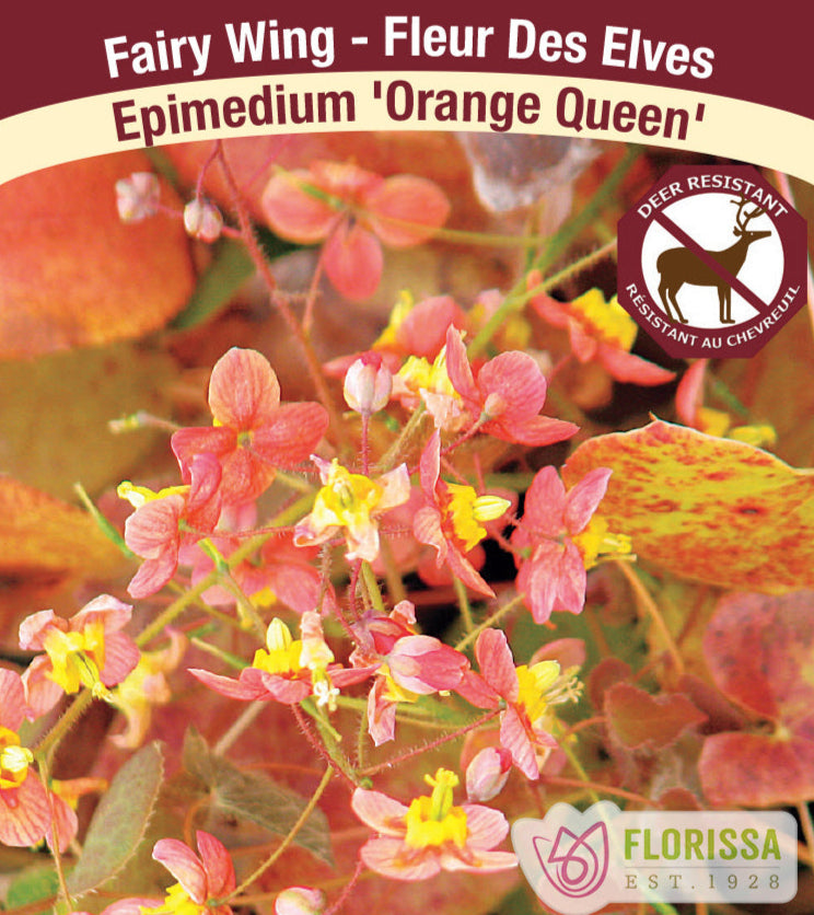 Epimedium pubigerum Orange Queen, 1 Pack