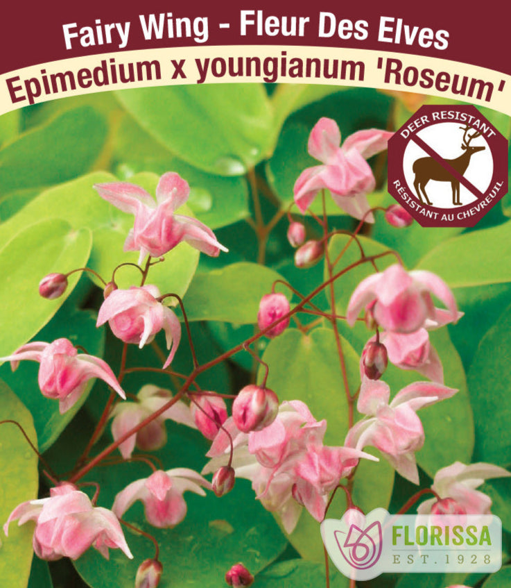 Epimedium x youngianum Roseum, 1 Pack