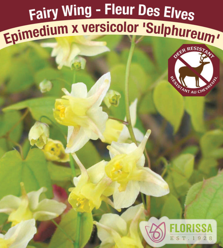 Epimedium x versicolor Sulphureum, 1 Pack