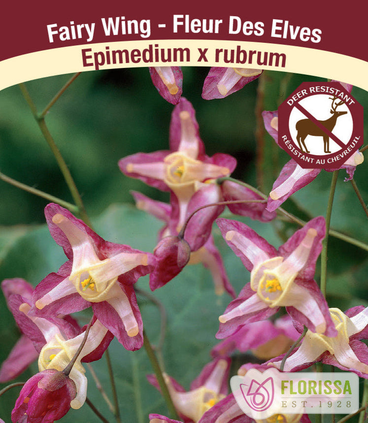 Epimedium x rubrum, 1 Pack