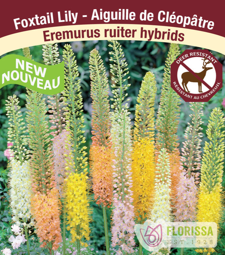 Foxtail Lily - Eremurus Ruiter Hybrids, 1 Pack