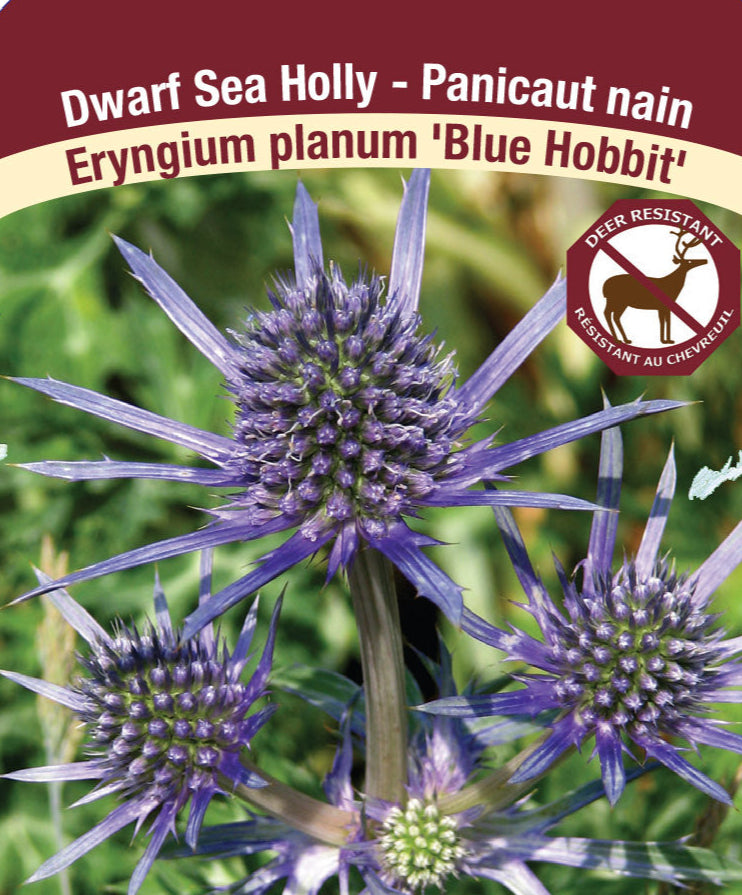 Sea Holly - Eryngium planum 'Blue Hobbit', 1 Pack