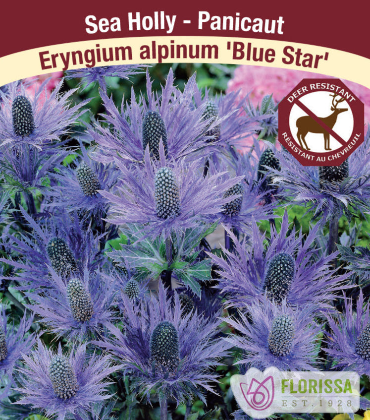 Sea Holly - Eryngium alpinum Blue Star, 1 Pack