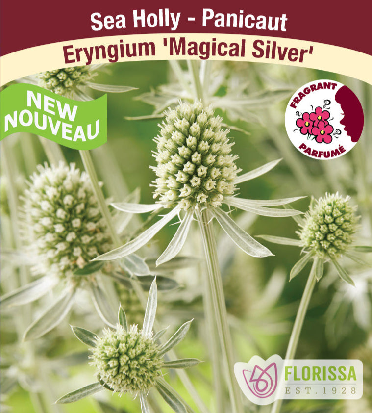 Sea Holly - Eryngium Magical Silver, 1 Pack