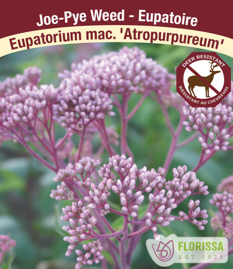 Eupatorium maculatum Atropurpureum, 1 Pack