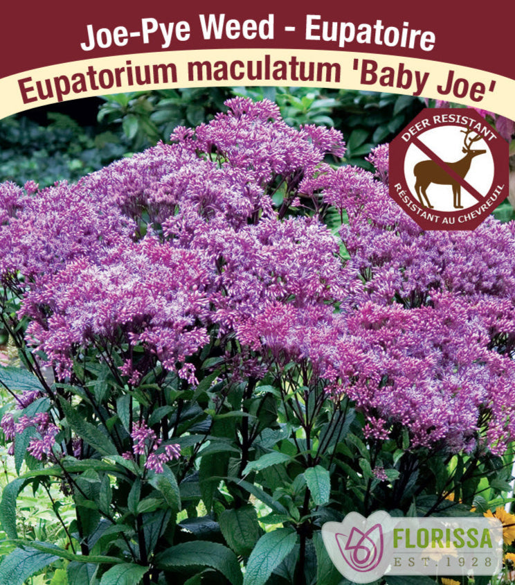 Eupatorium maculatum Baby Joe, 1 Pack