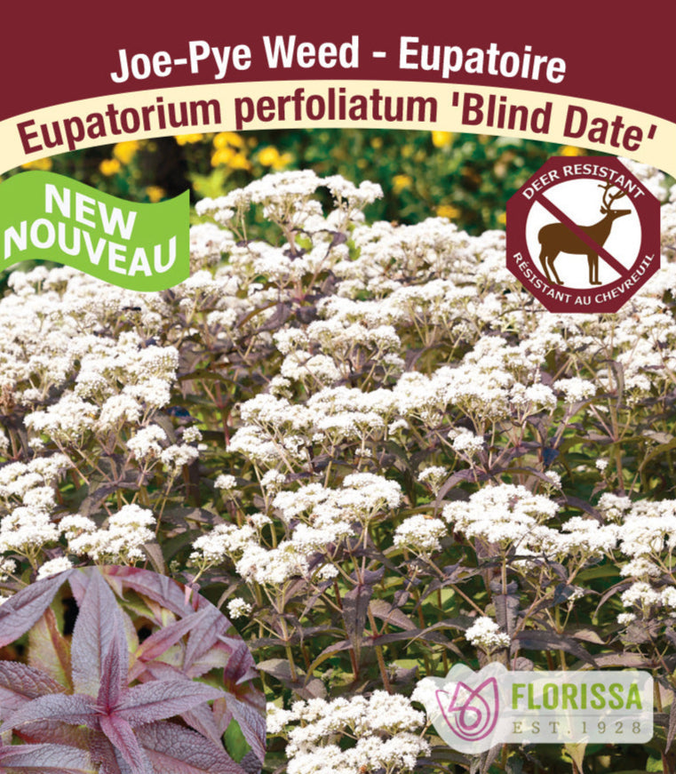 Eupatorium - Blind Date, 1 Pack
