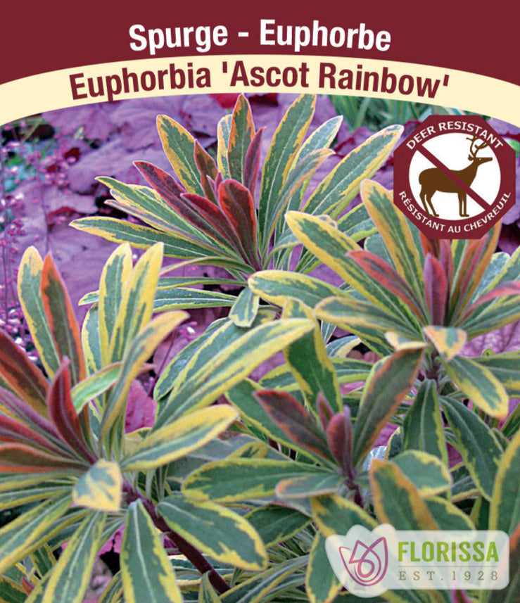 Spurge - Euphorbia Ascot Rainbow, 1 Pack