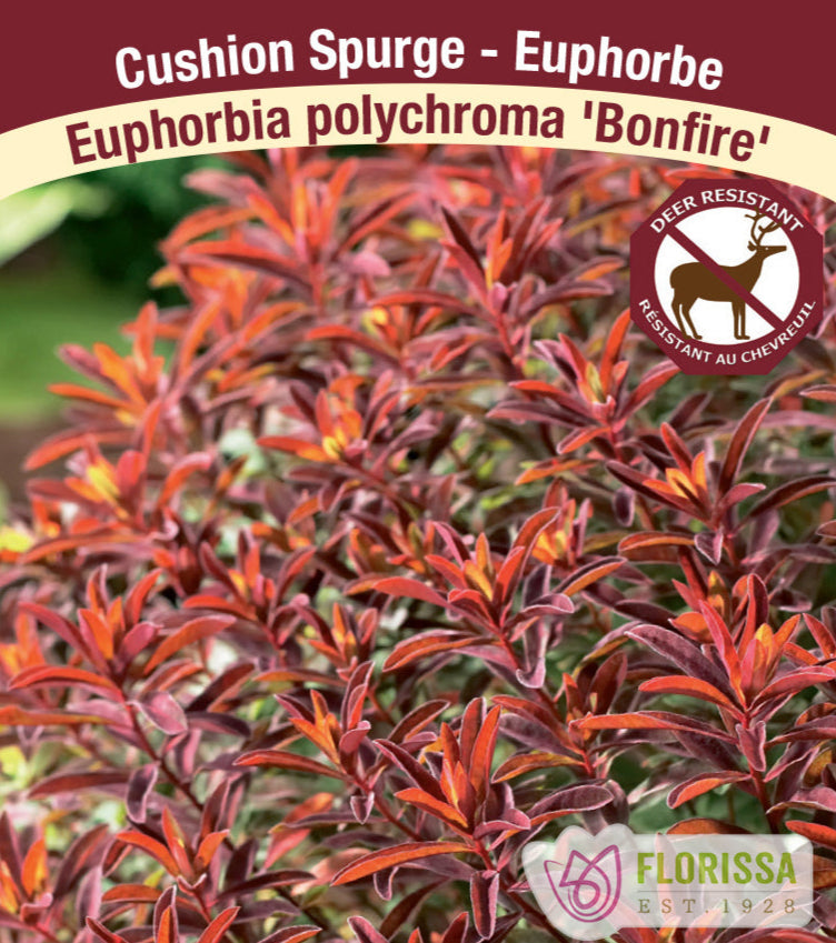 Spurge - Euphorbia polychroma Bonfire, 1 Pack