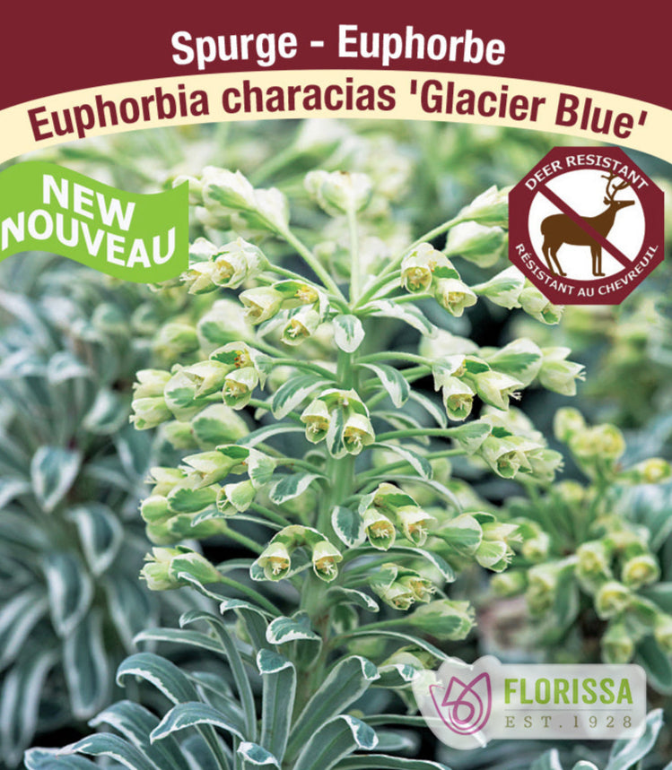 Euphorbia characias Glacier Blue, 1 Pack