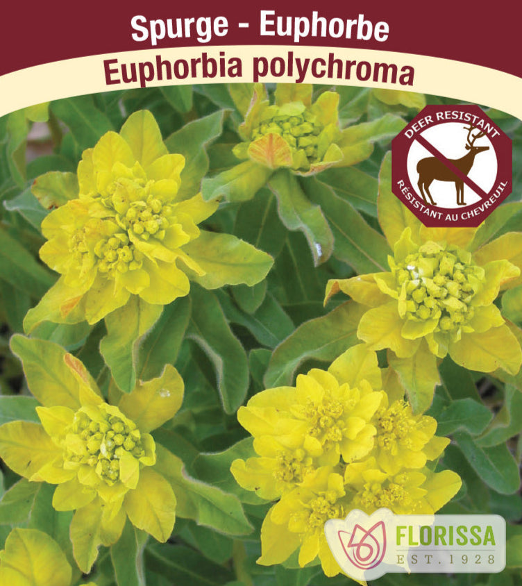 Spurge - Euphorbia polychroma, 1 Pack