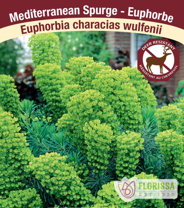 Spurge - Euphorbia characias wulfenii, 1 Pack