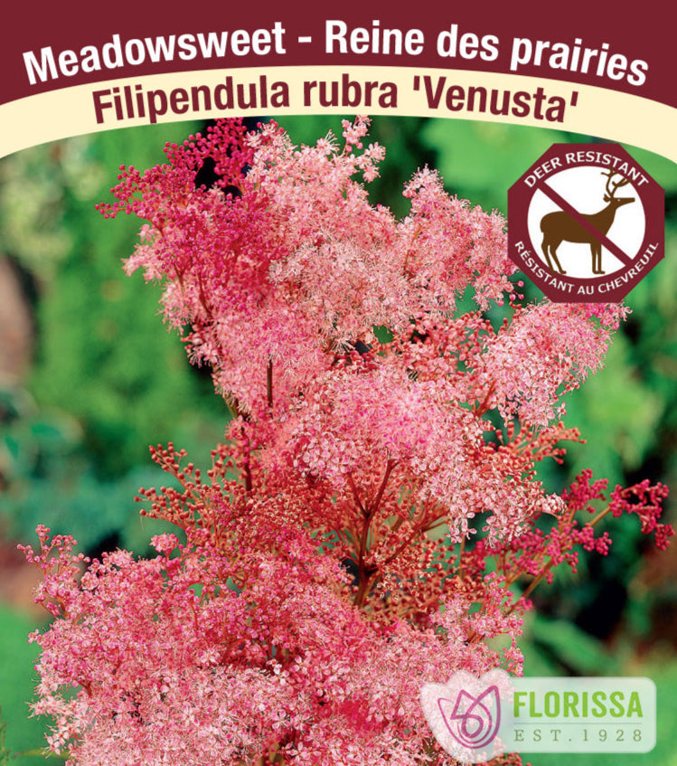 Meadowsweet - rubra Venusta, 1 Pack