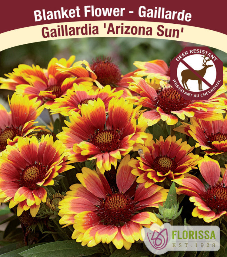 Blanket Flower Gaillardia - Arizona Sun, 1 Pack