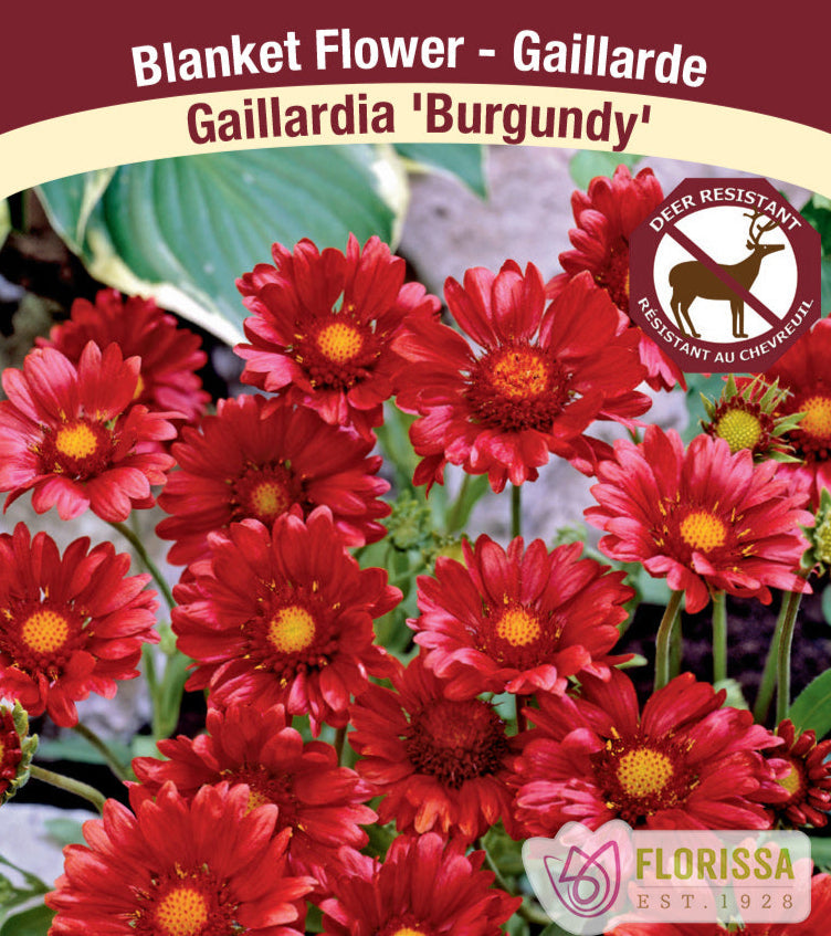 Blanket Flower Gaillardia - Burgundy, 1 Pack