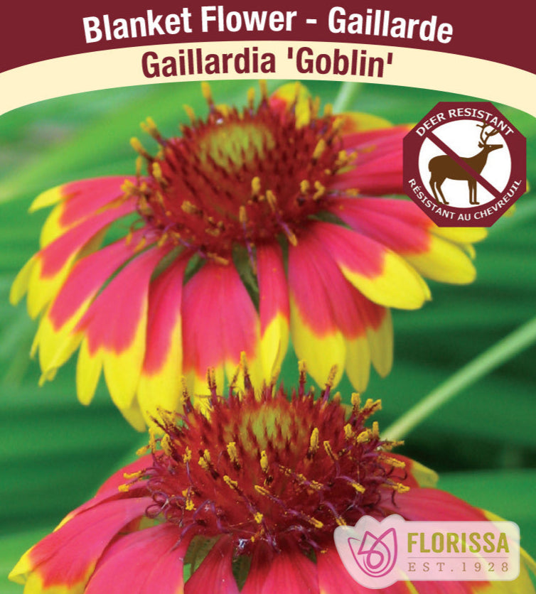 Blanket Flower Gaillardia - Goblin, 1 Pack