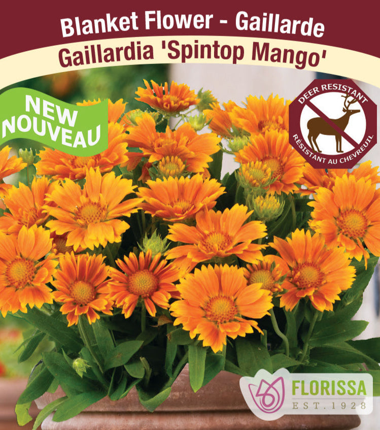 Blanket Flower Gaillardia - Spintop Mango, 1 Pack