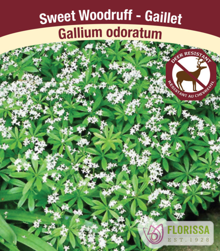 Sweet Woodruff - Gallium odoratum, 1 Pack