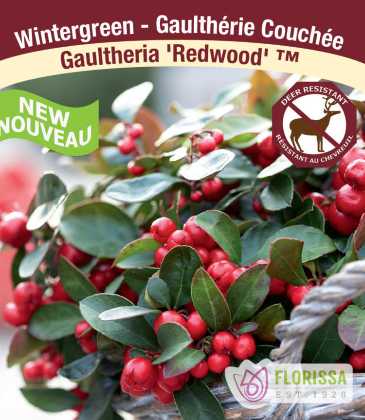 Wintergreen - 'Redwood', 1 Pack