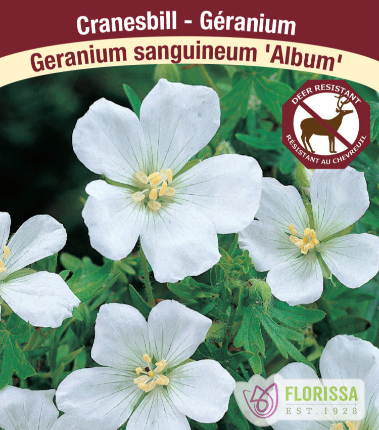 Cranesbill Geranium - Album, 1 Pack