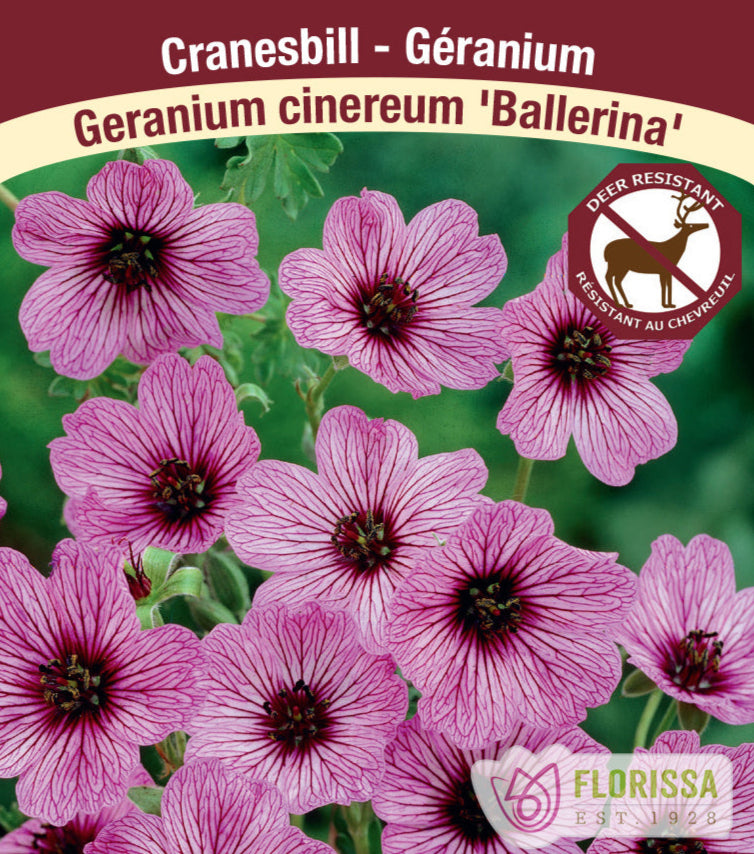 Cranesbill Geranium - Ballerina, 1 Pack