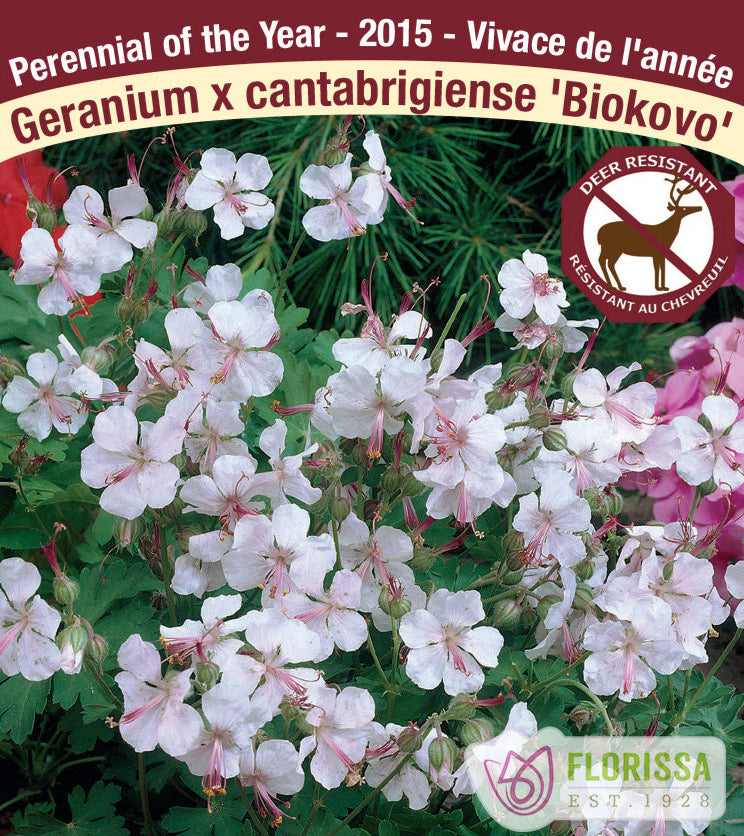 Geranium x cantabrigiense Biokovo, 1 Pack