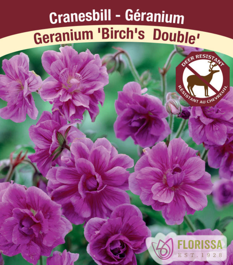 Cranesbill Geranium - Birch's Double, 1 Pack