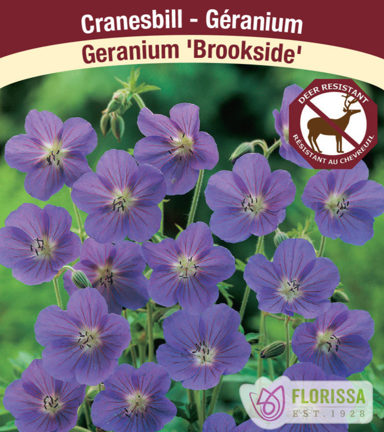 Cranesbill Geranium - Brookside, 1 Pack