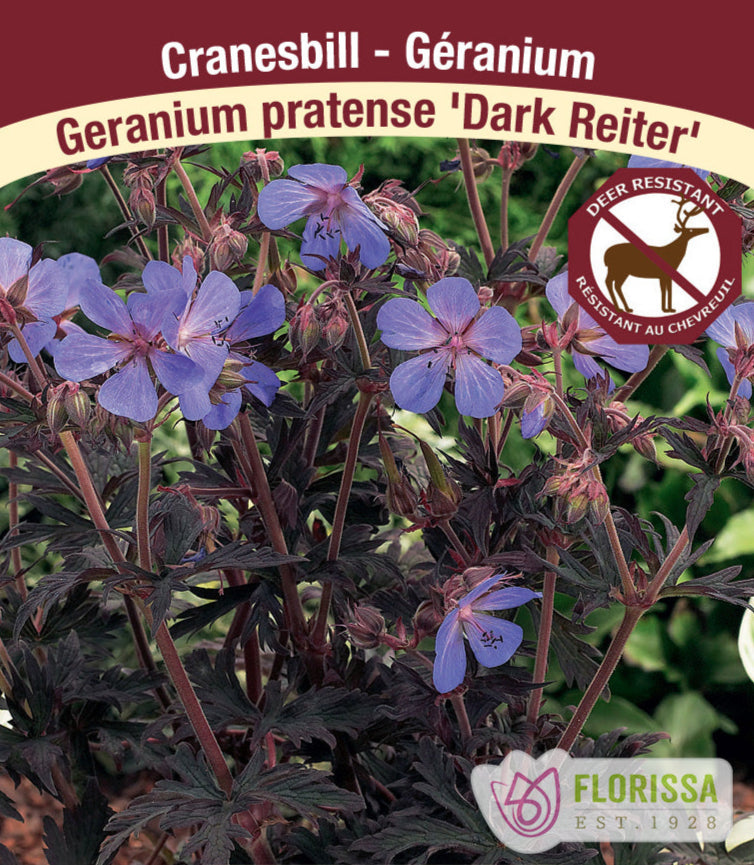 Cranesbill Geranium - Dark Reiter, 1 Pack