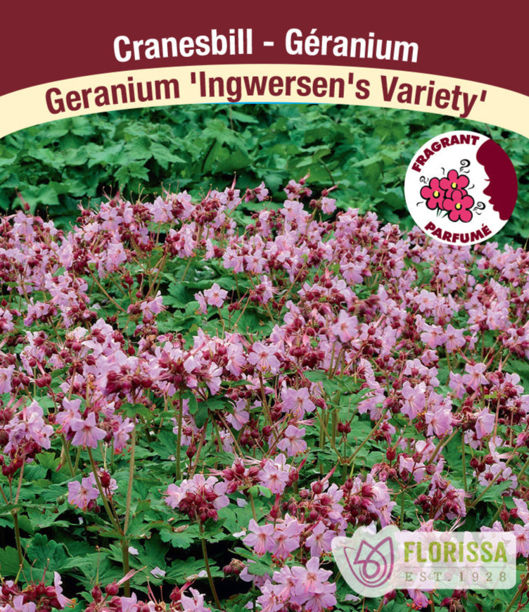 Cranesbill Geranium - Ingwersen's Variety, 1 Pack