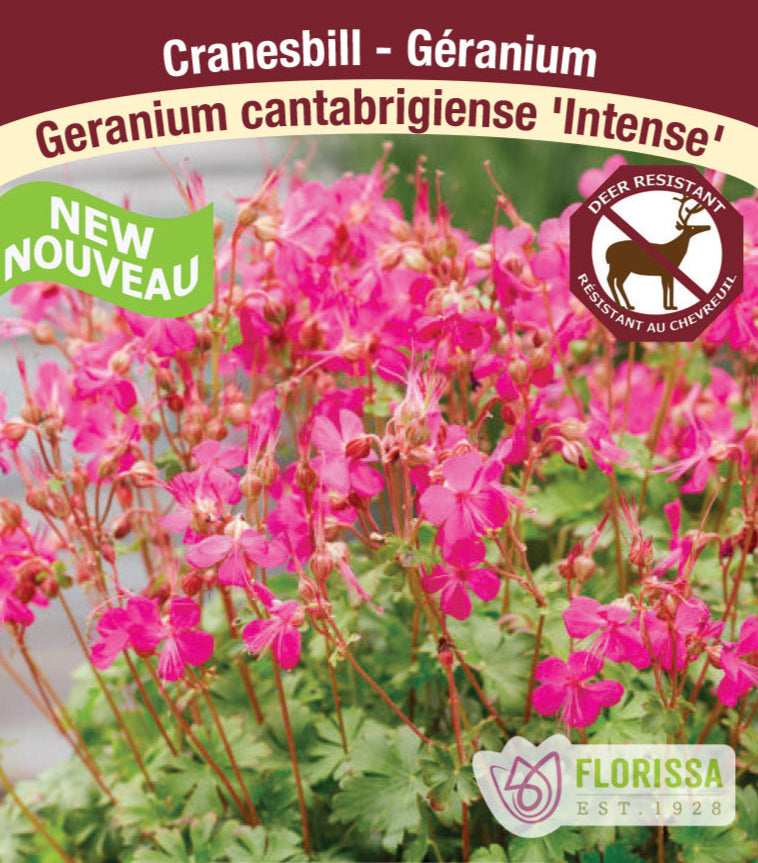 Geranium - Intense, 1 Pack